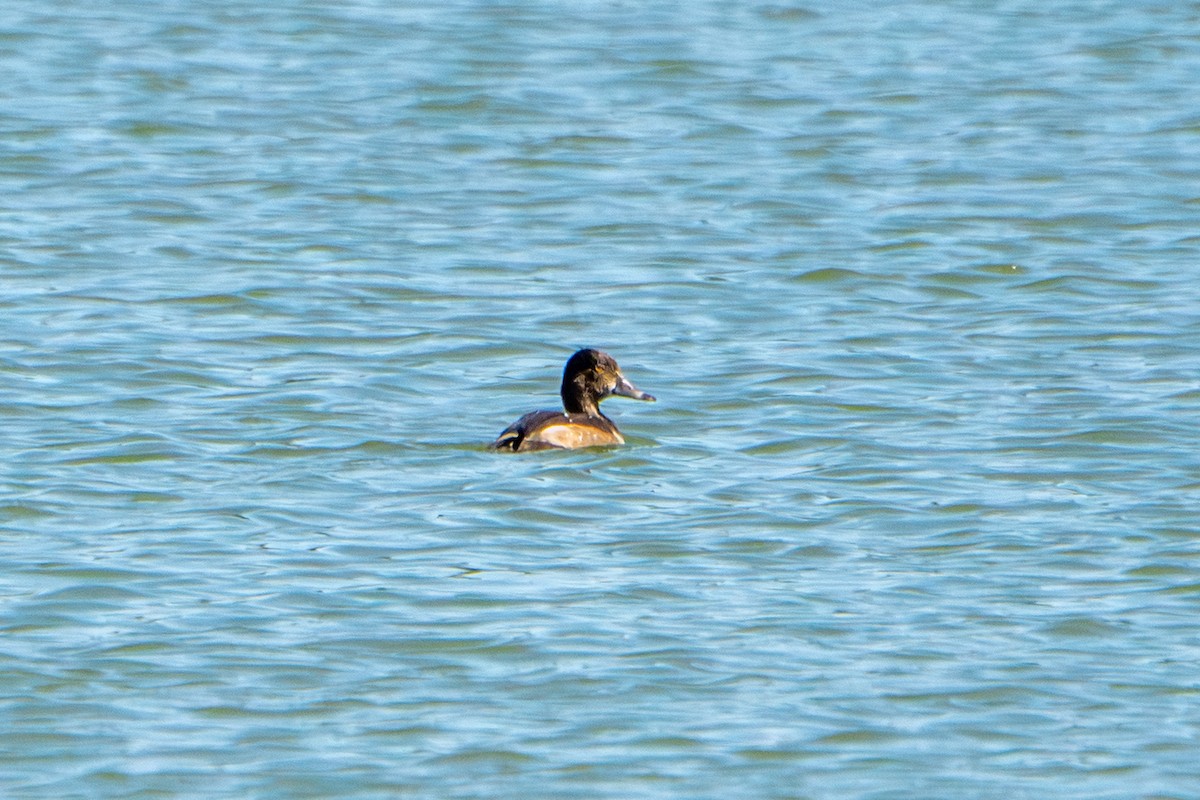 Ring-necked Duck - ML642179949