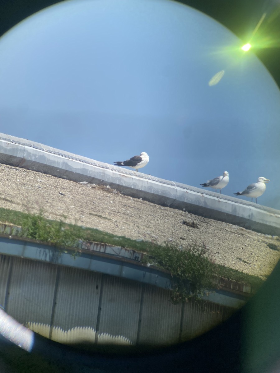 Kelp Gull - ML642179953
