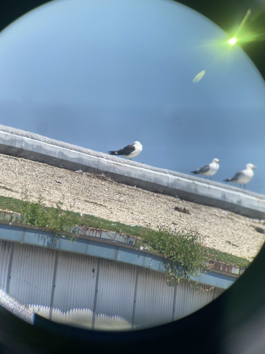 Kelp Gull - ML642179954