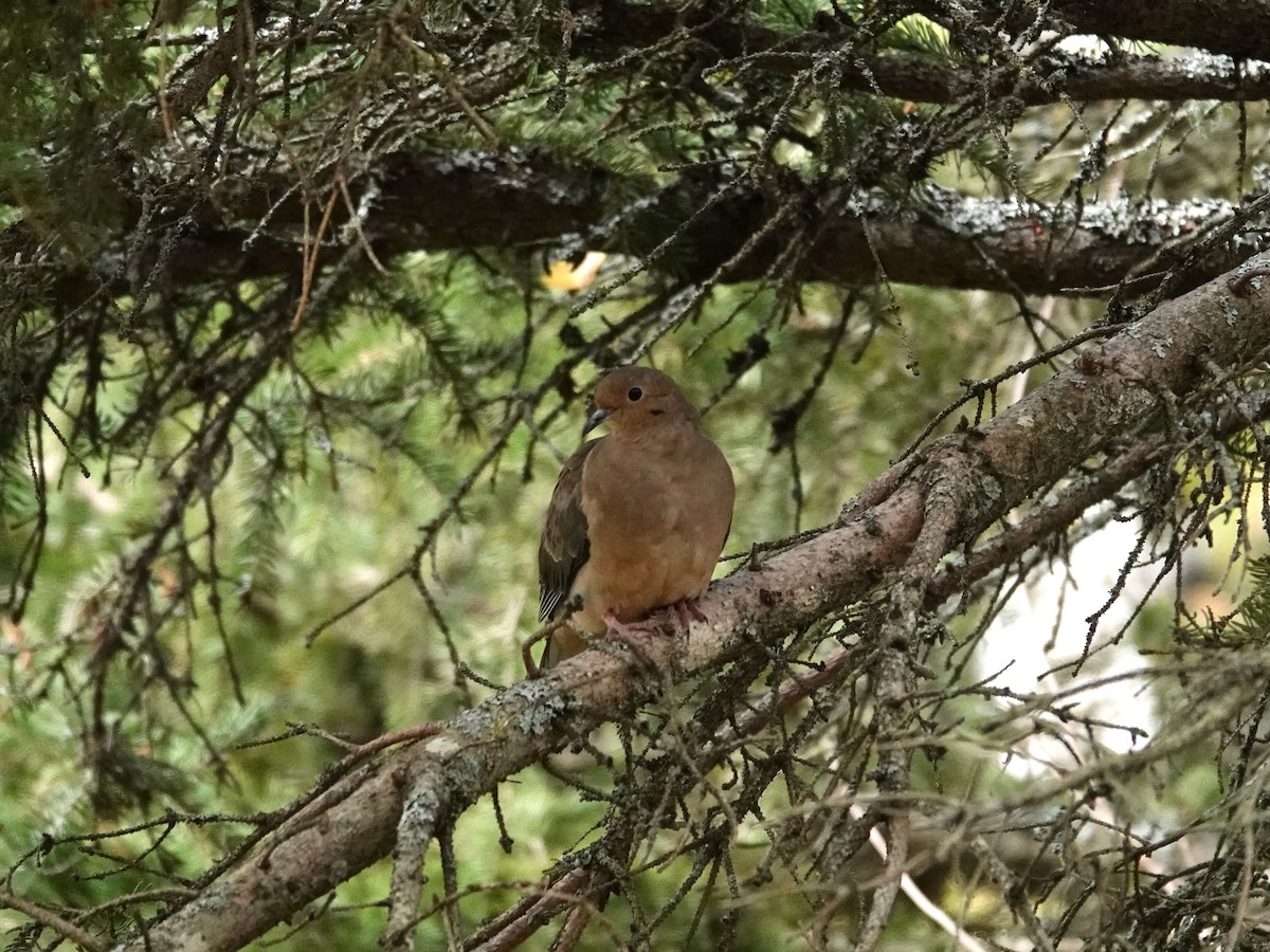 Mourning Dove - ML642179955