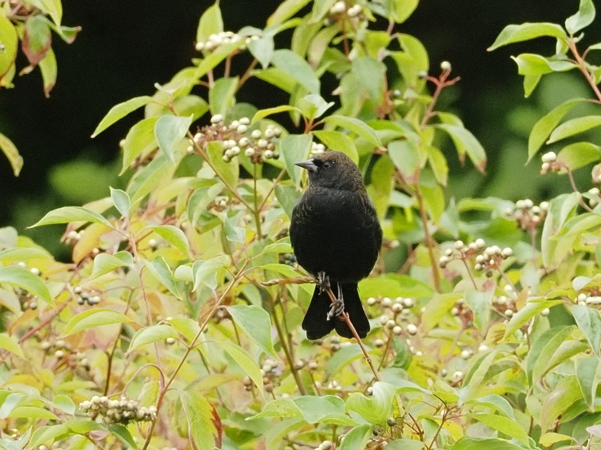 Brown-headed Cowbird - ML642179956