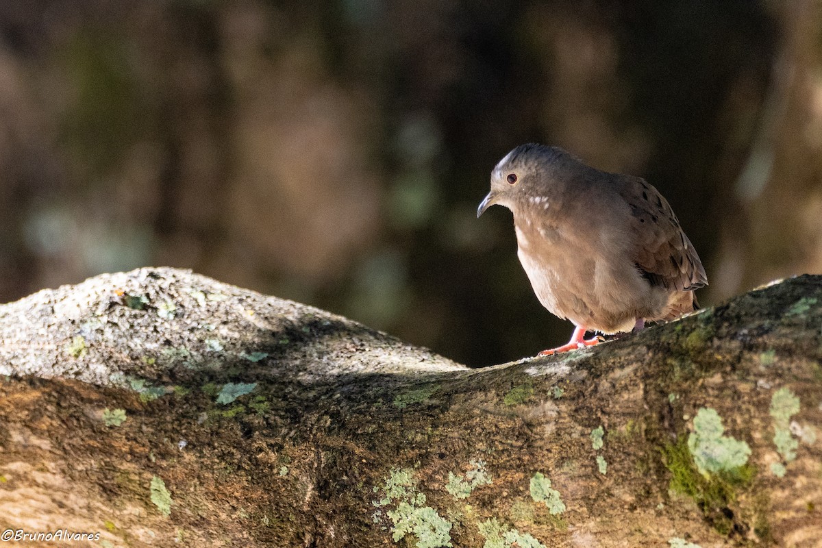 Ruddy Ground Dove - ML642179958