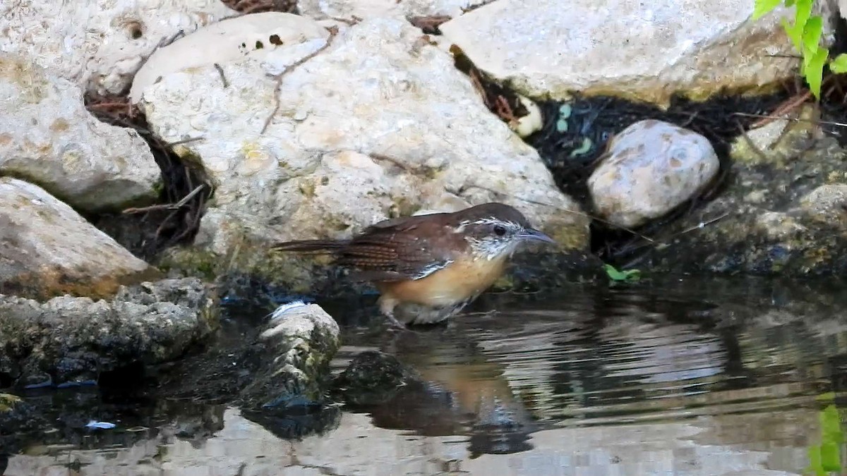 Carolina Wren - ML642179959