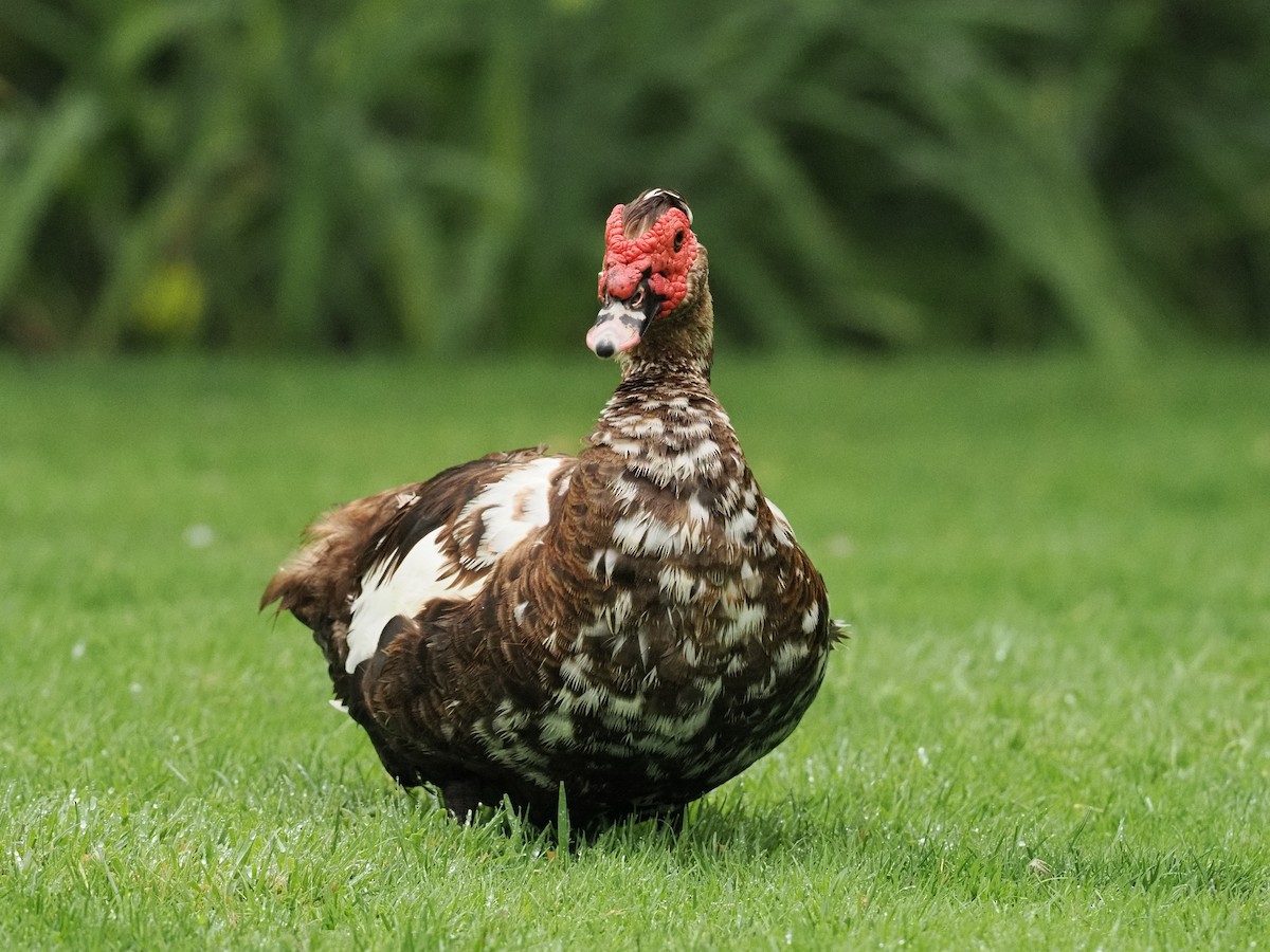 Muscovy Duck (Domestic type) - ML642179964