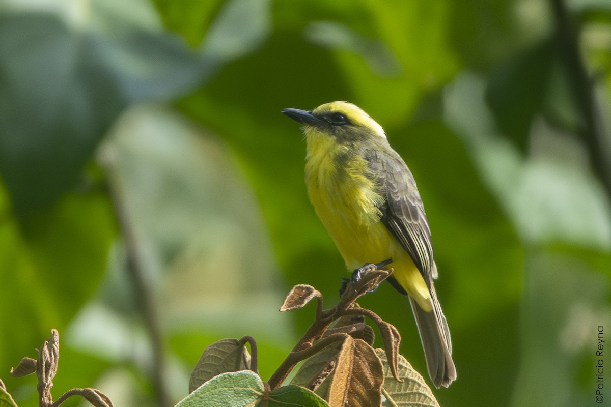 Lemon-browed Flycatcher - ML642179966