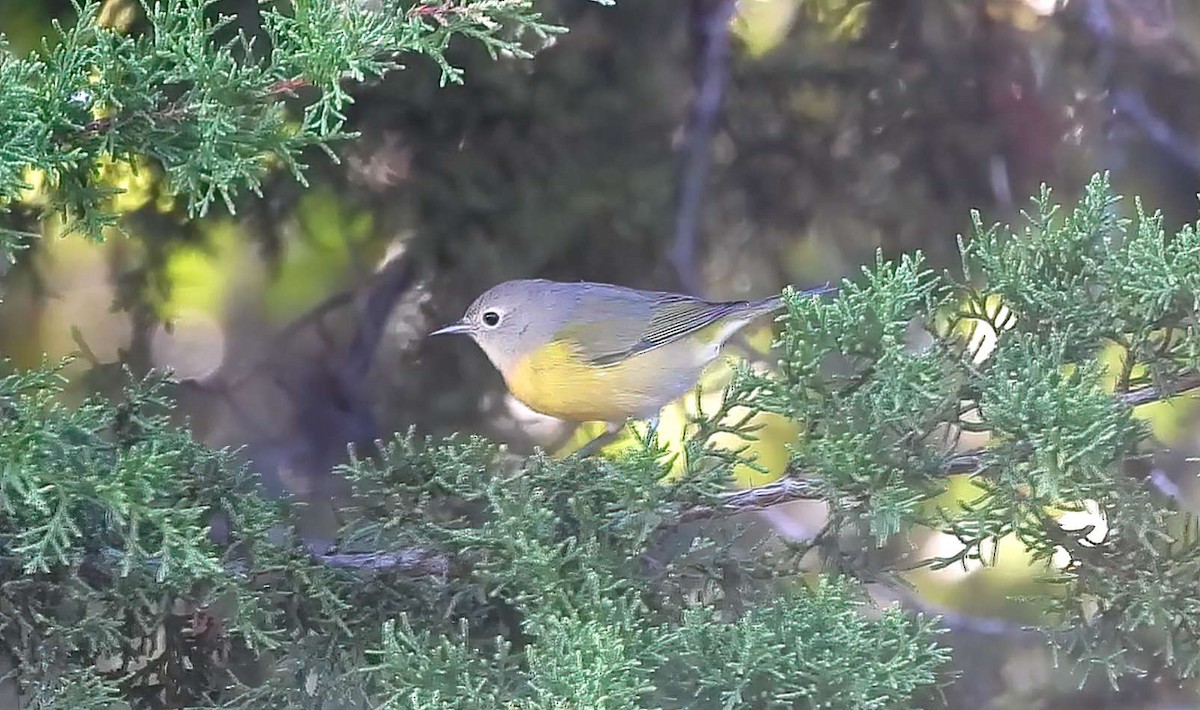 Nashville Warbler - ML642179967