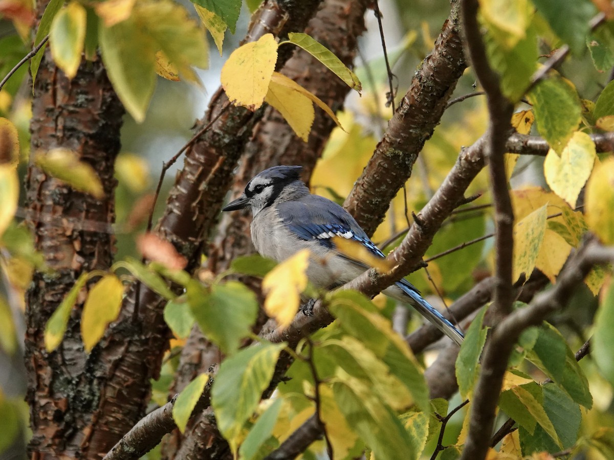 Blue Jay - ML642179970