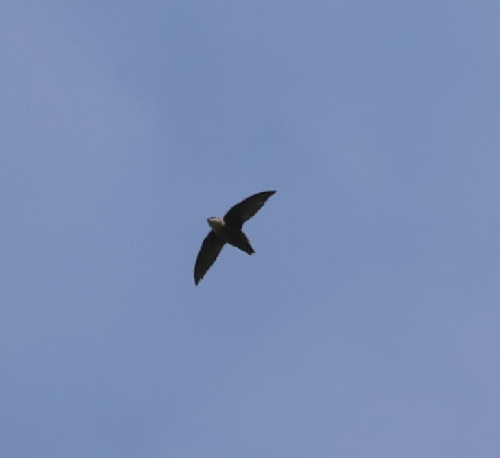 Schornsteinsegler - ML642179973