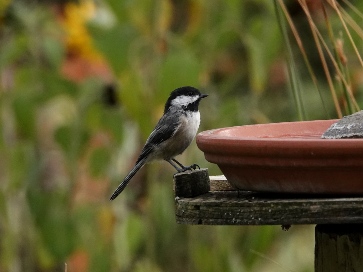 Black-capped Chickadee - ML642179975