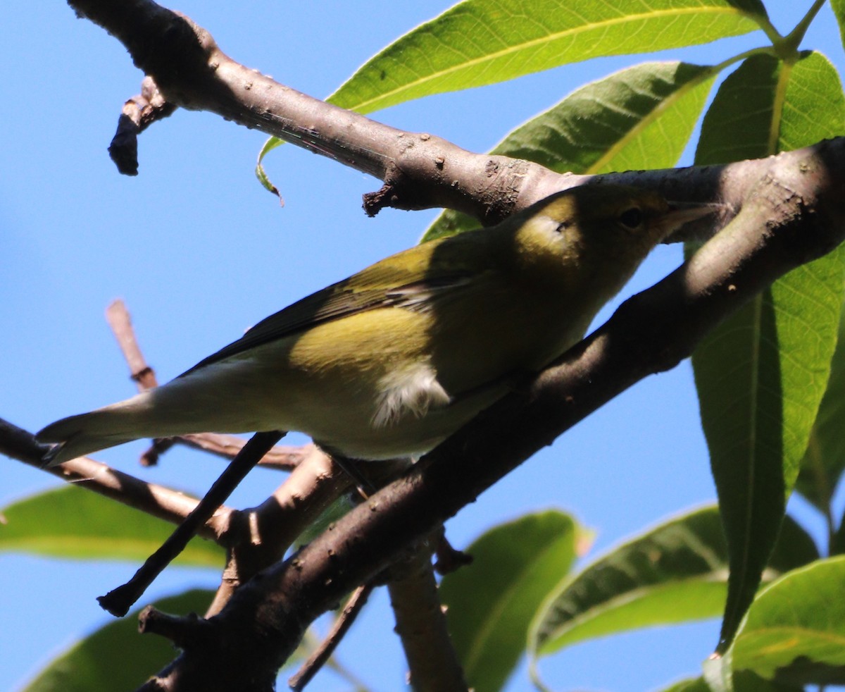 Tennessee Warbler - ML642179978