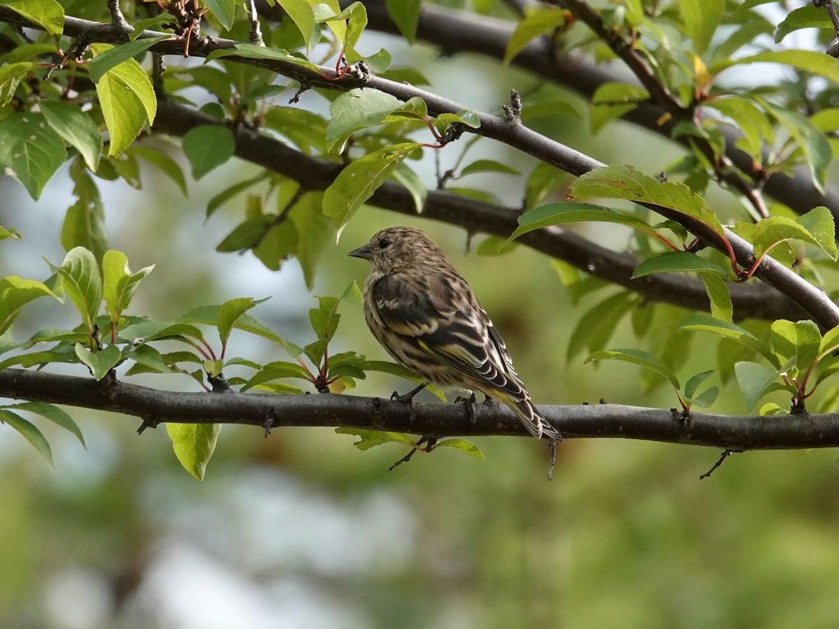 Pine Siskin - ML642179983