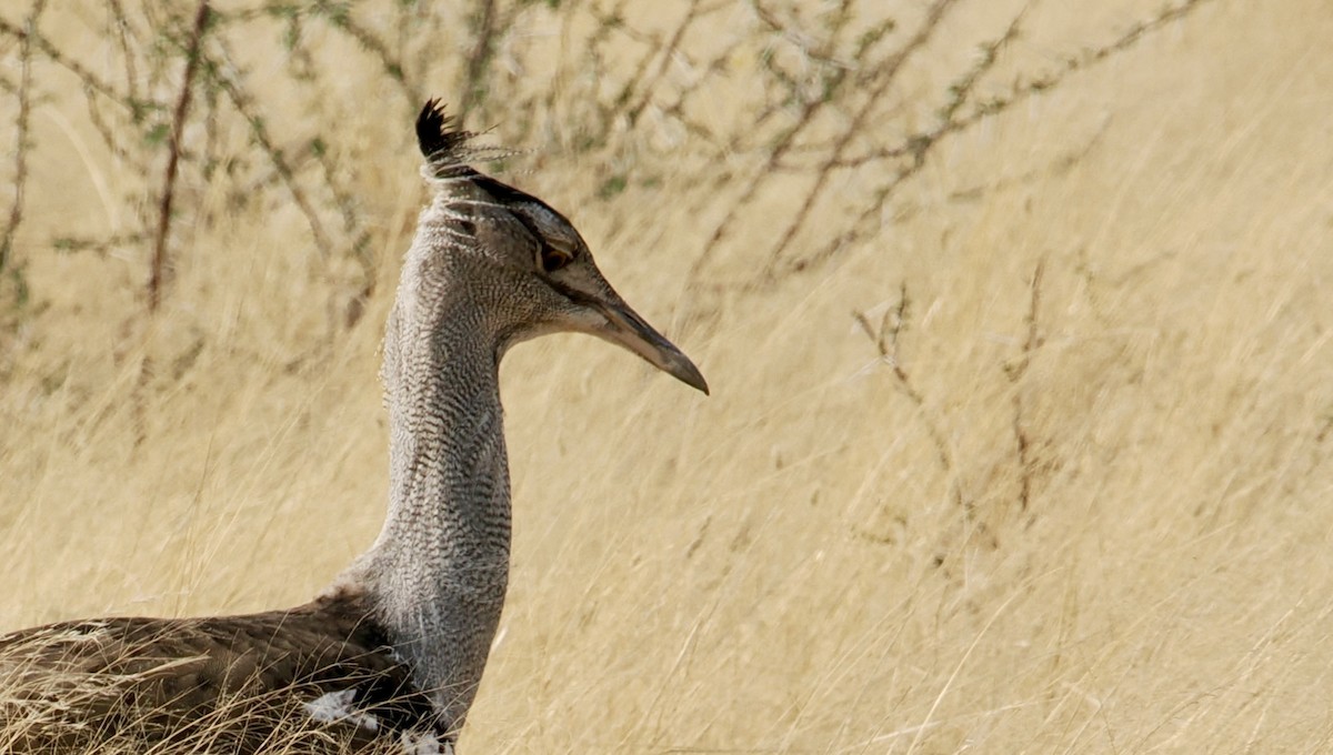 Kori Bustard - ML642179984