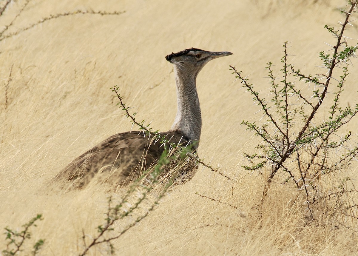 Kori Bustard - ML642179985