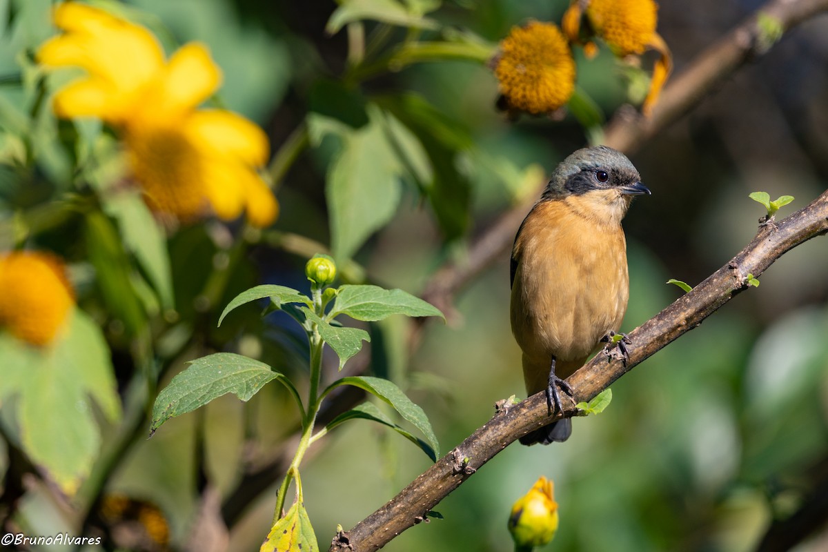 Fawn-breasted Tanager - ML642179986