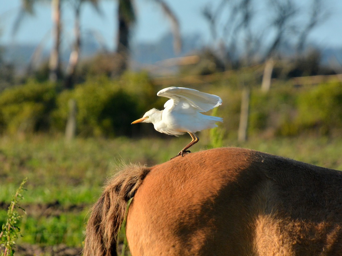 Western Cattle-Egret - ML642179987
