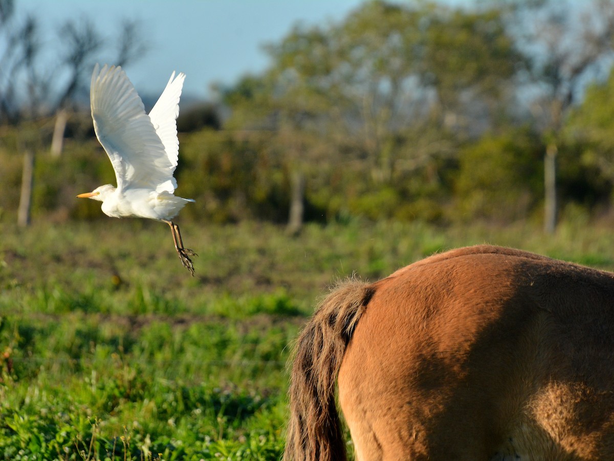 Western Cattle-Egret - ML642179989