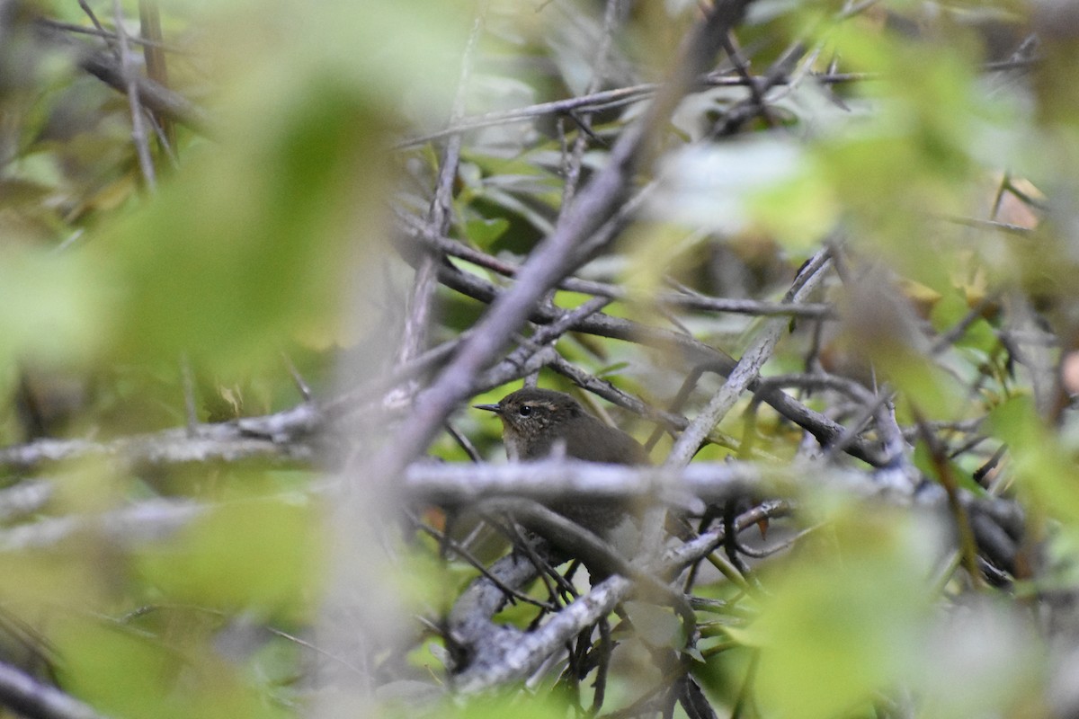Pacific Wren - ML642180005