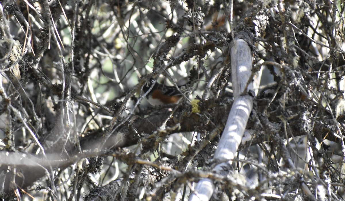 Spotted Towhee - ML642180042