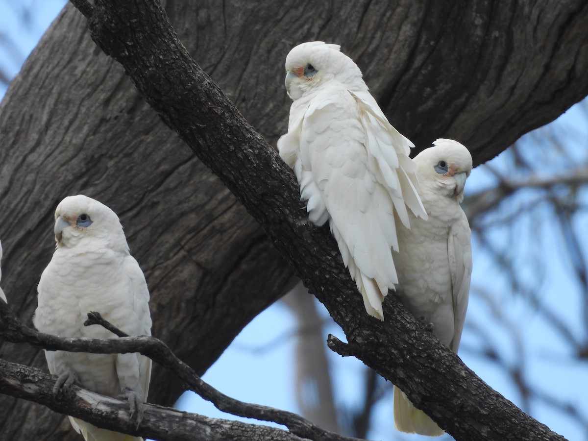 Cacatoès corella - ML642180048