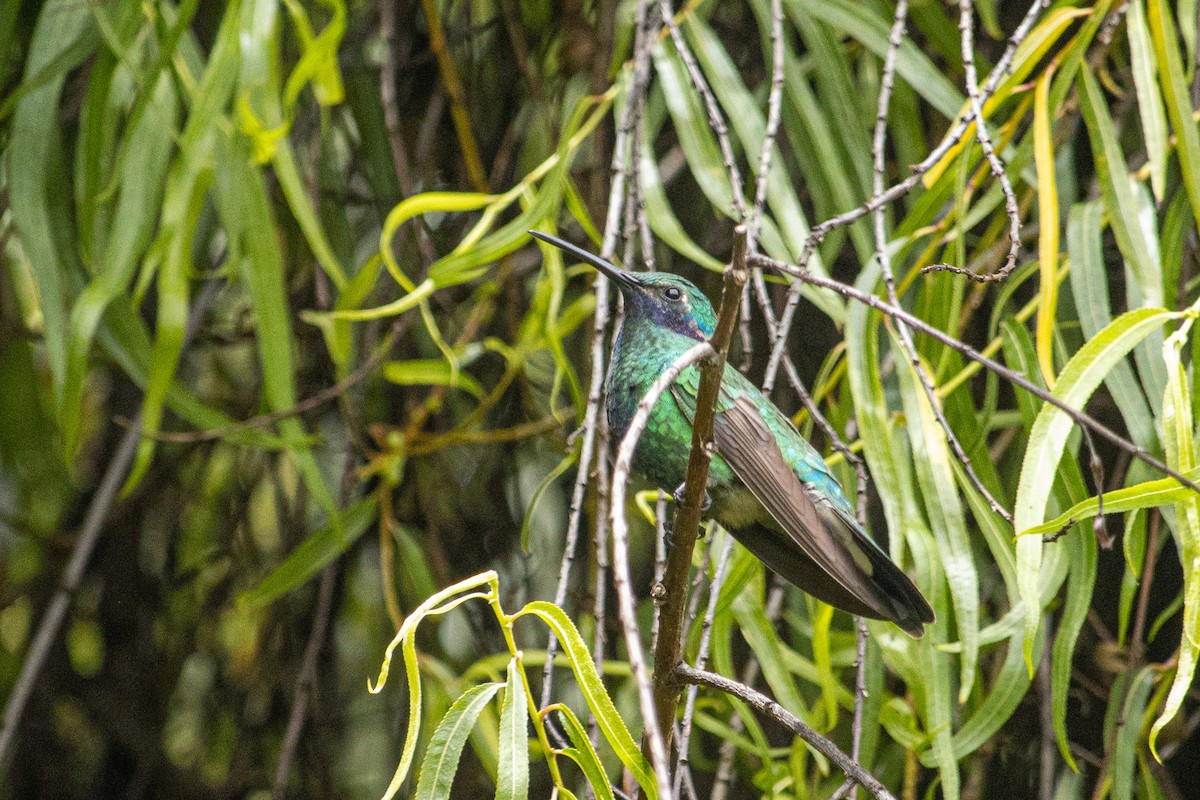 Colibri d'Anaïs - ML642180057