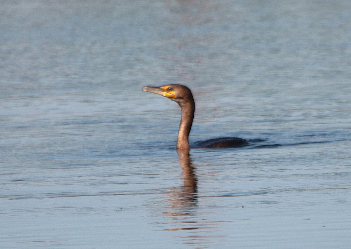 Cormoran à aigrettes - ML642180058