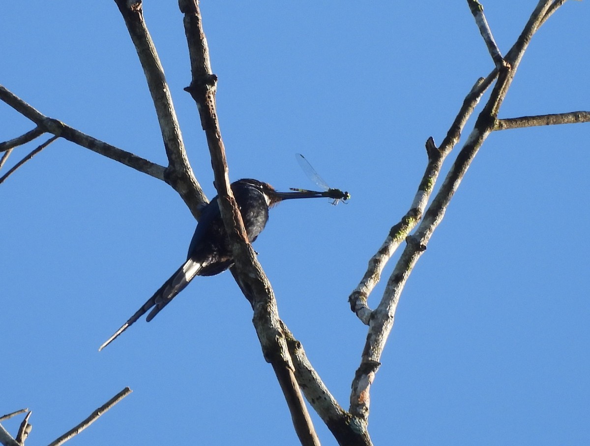 Jacamar à longue queue - ML642180062