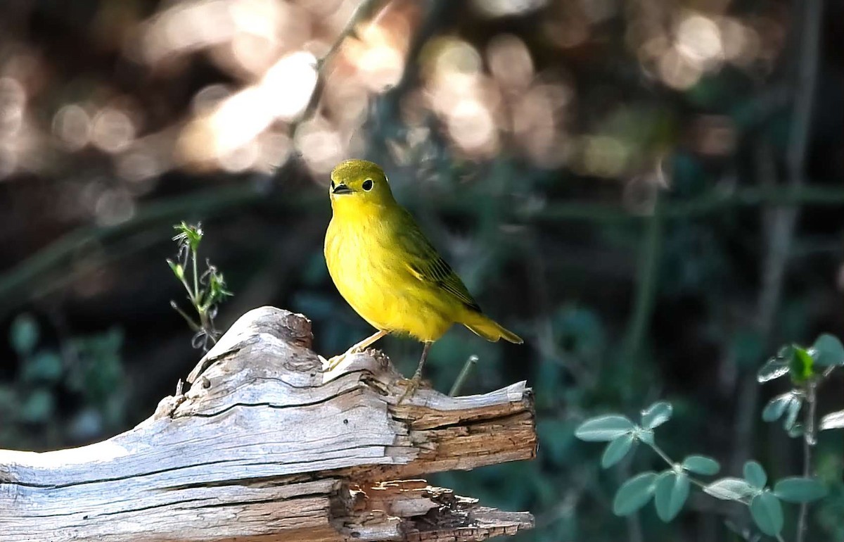 Paruline jaune - ML642180063