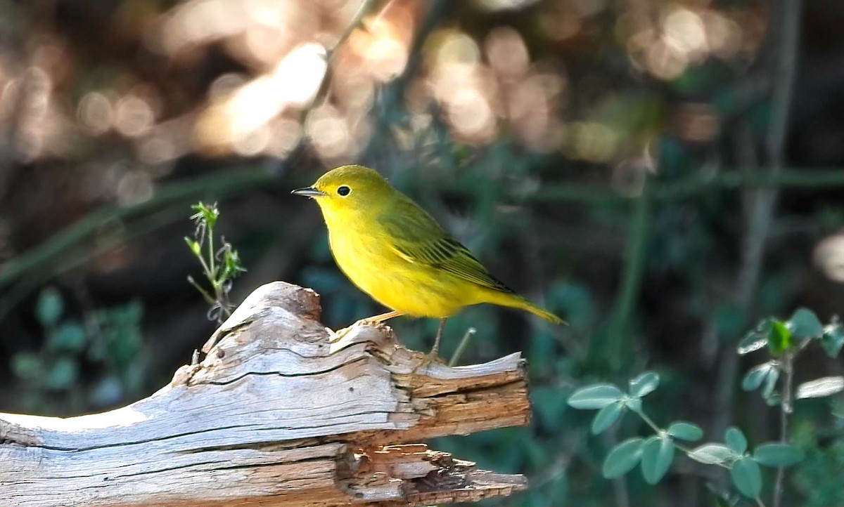 Paruline jaune - ML642180064