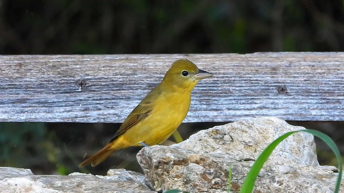 Piranga vermillon - ML642180074