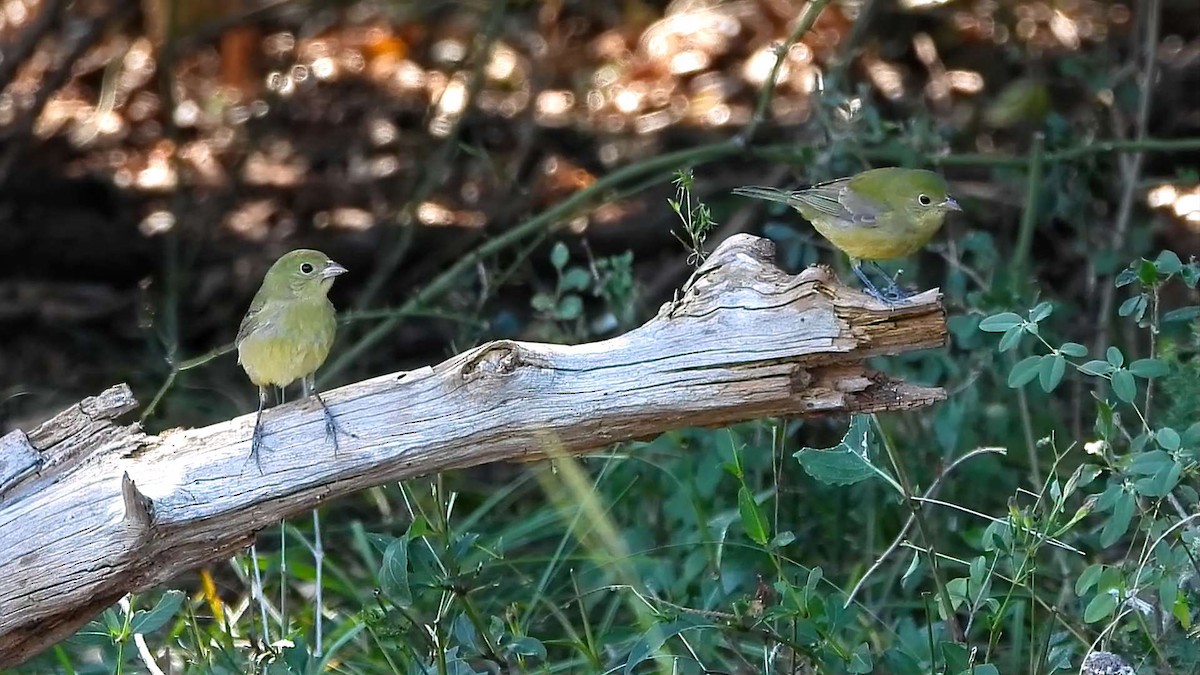 Painted Bunting - ML642180086