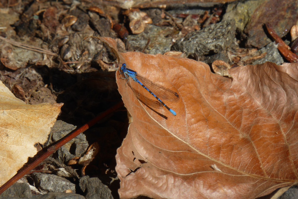 Becherazurjungfern - ML642180092