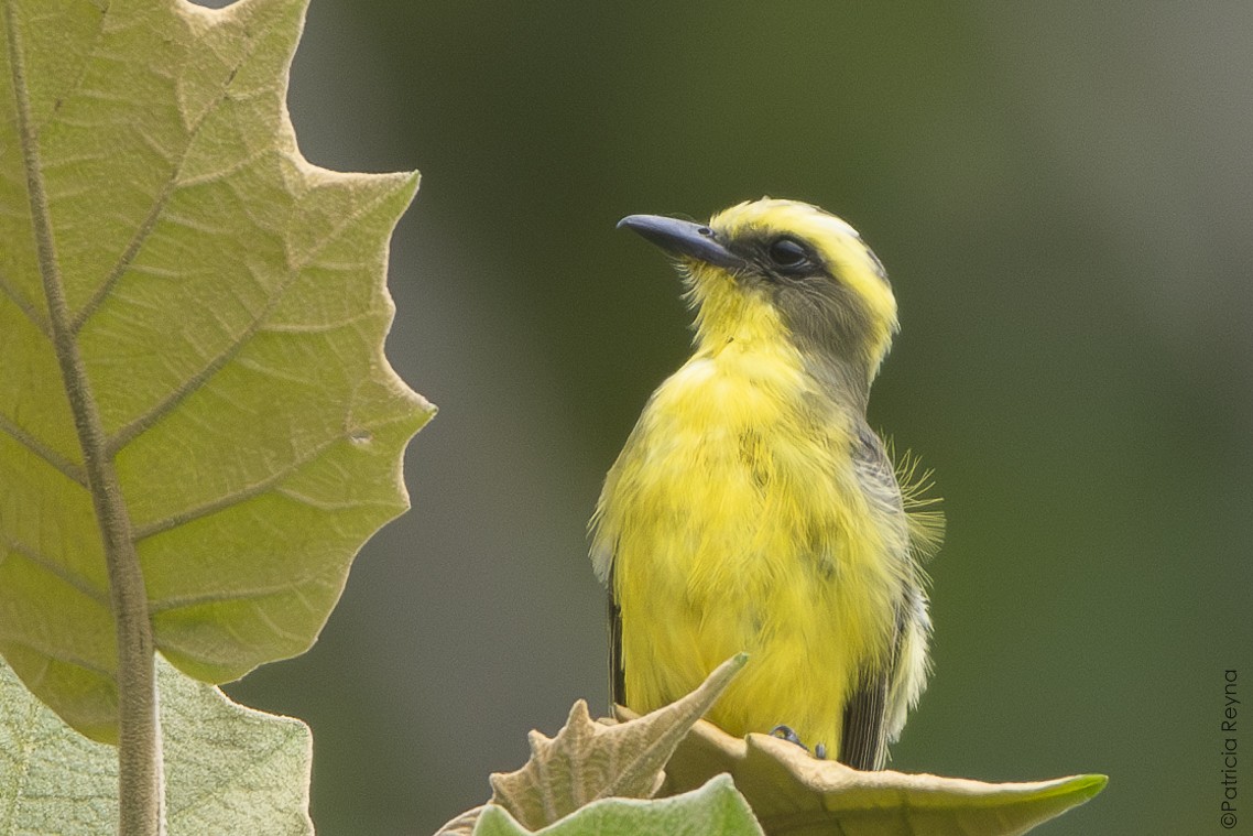 Lemon-browed Flycatcher - ML642180095