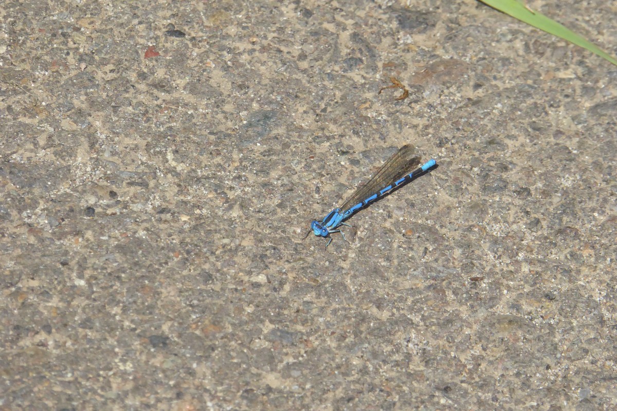 Becherazurjungfern - ML642180098