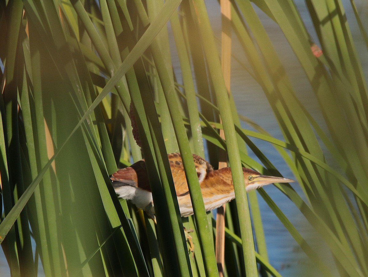Least Bittern - ML642180111