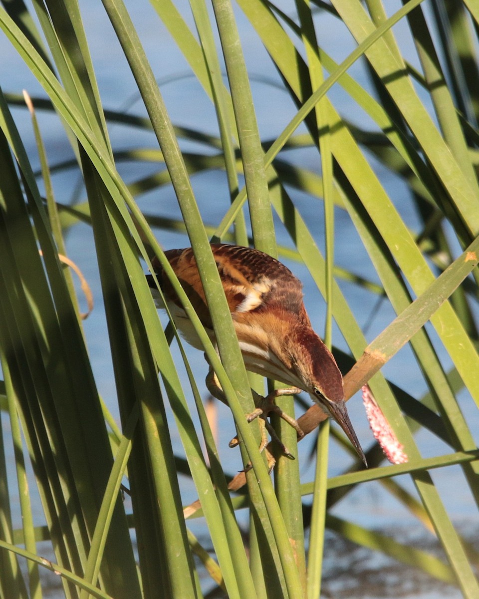 Least Bittern - ML642180112