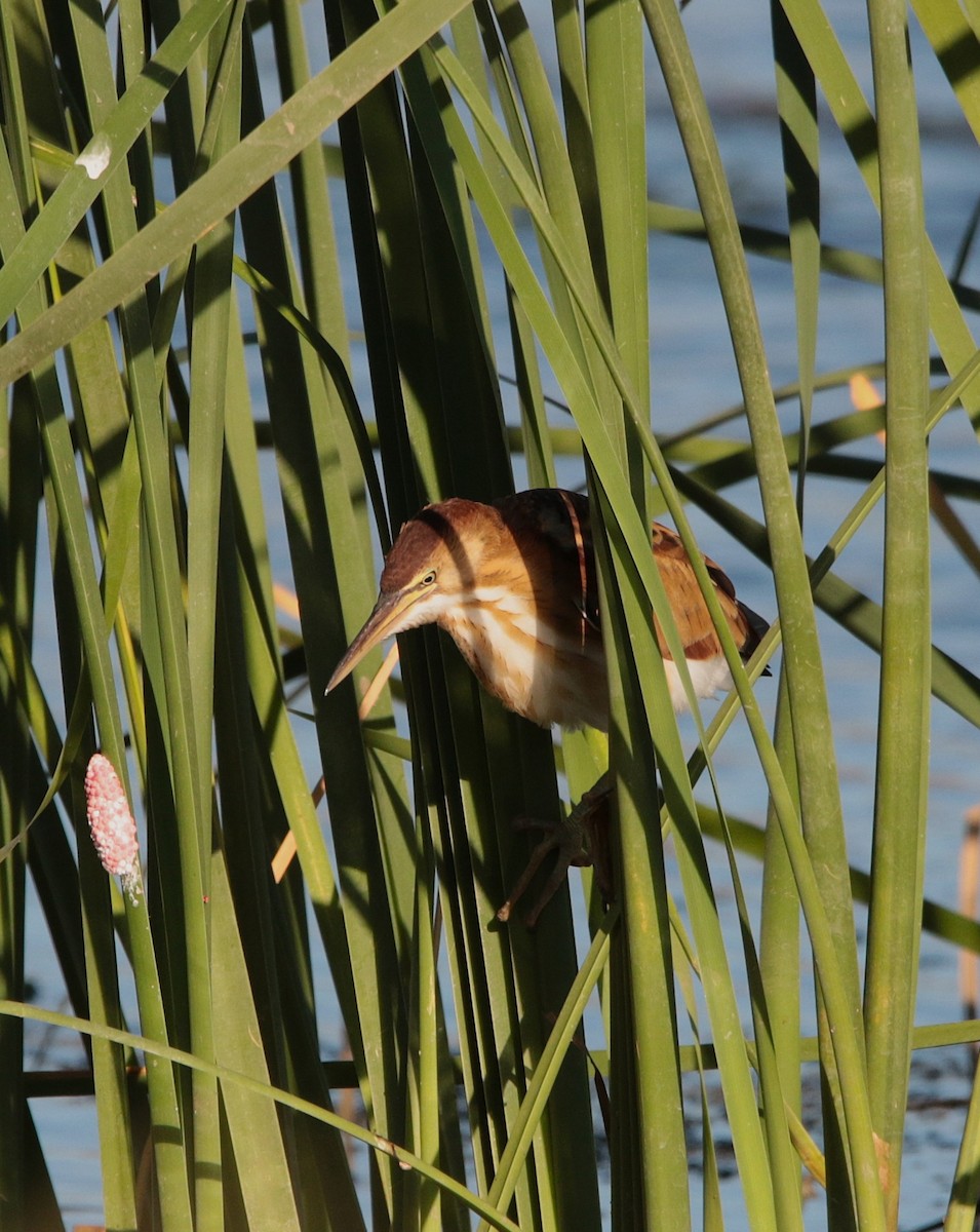 Least Bittern - ML642180114
