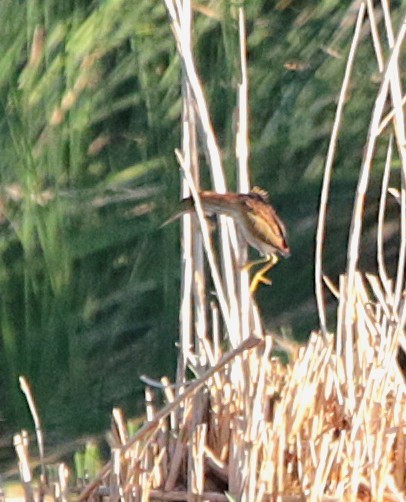 Least Bittern - ML642180115