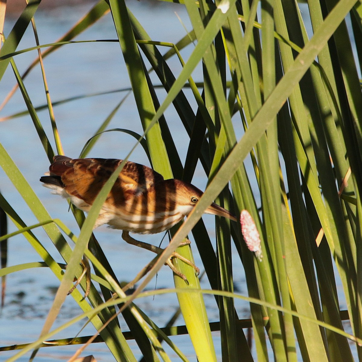 Least Bittern - ML642180116
