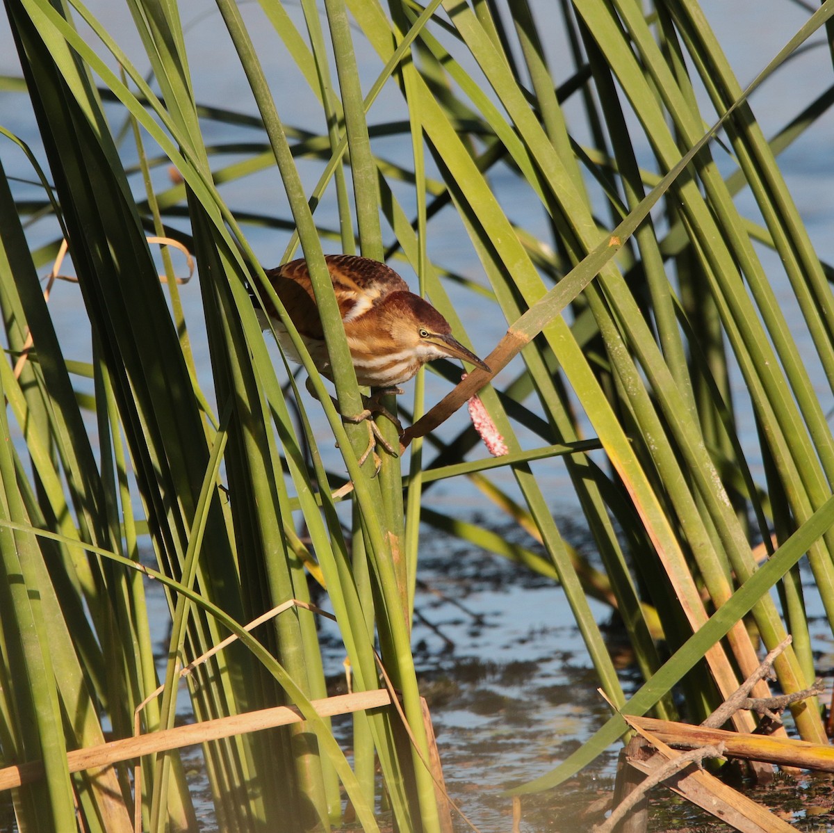 Least Bittern - ML642180117