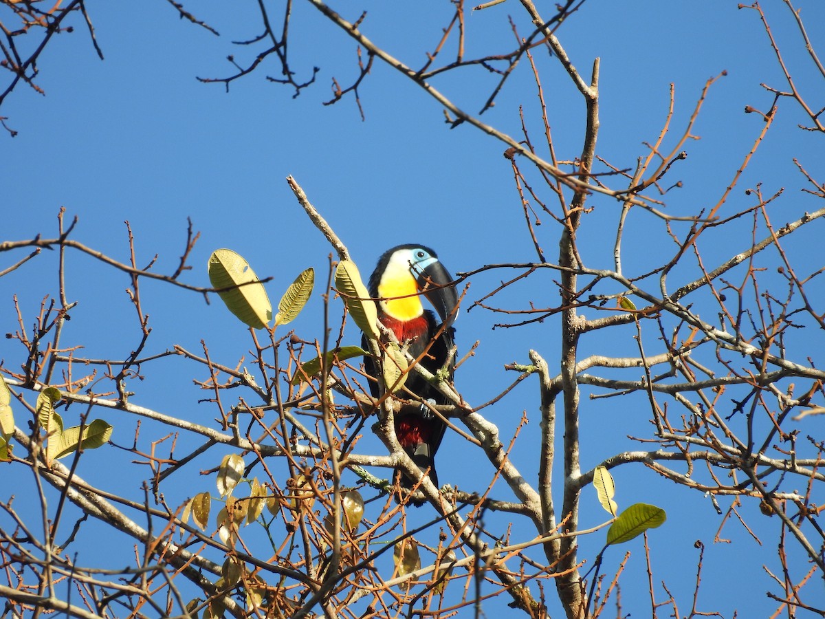 Channel-billed Toucan - ML642180123