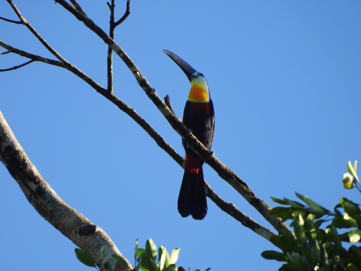 Channel-billed Toucan - ML642180133