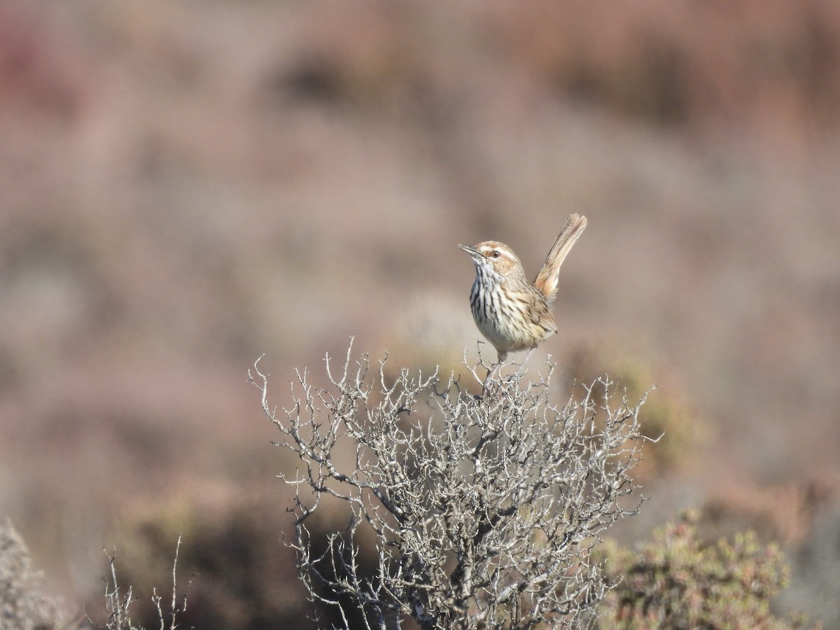 Rufous Fieldwren - ML642180136
