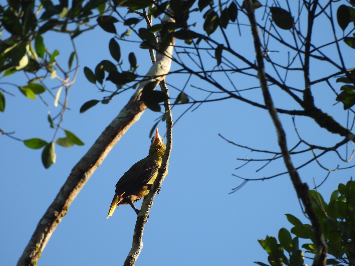 Green Oropendola - ML642180144