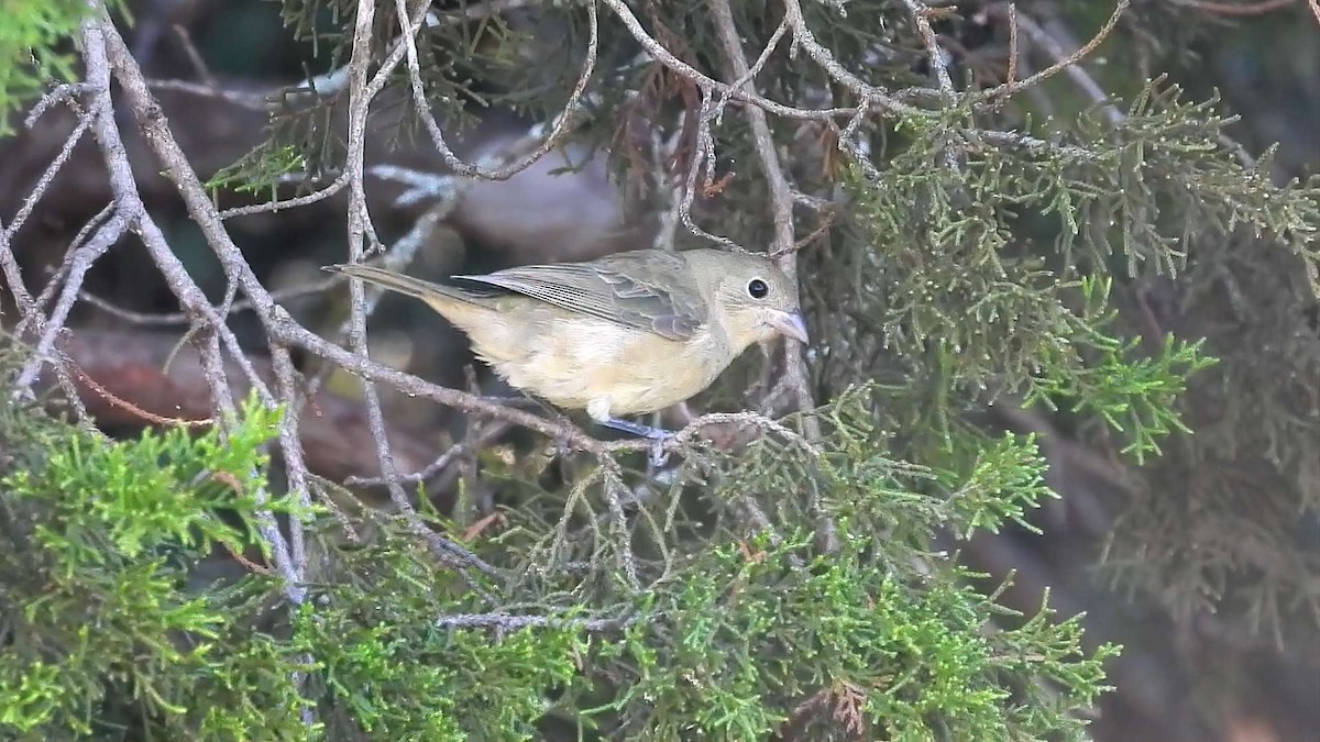 Painted Bunting - ML642180153