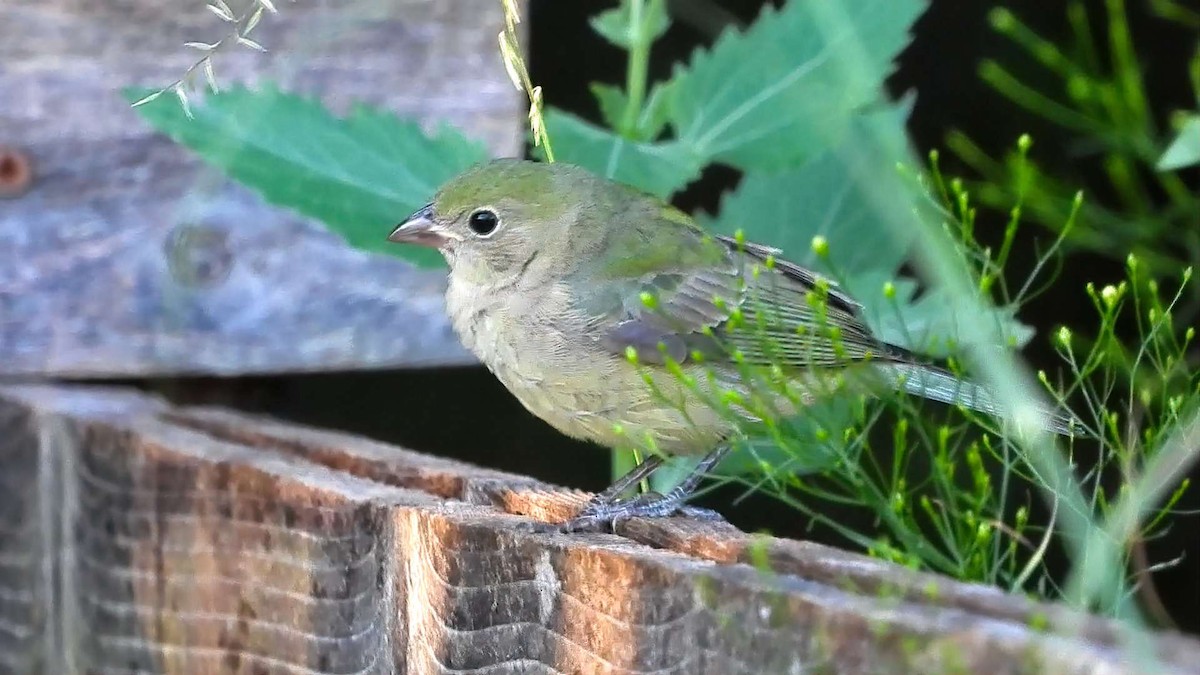 Painted Bunting - ML642180154