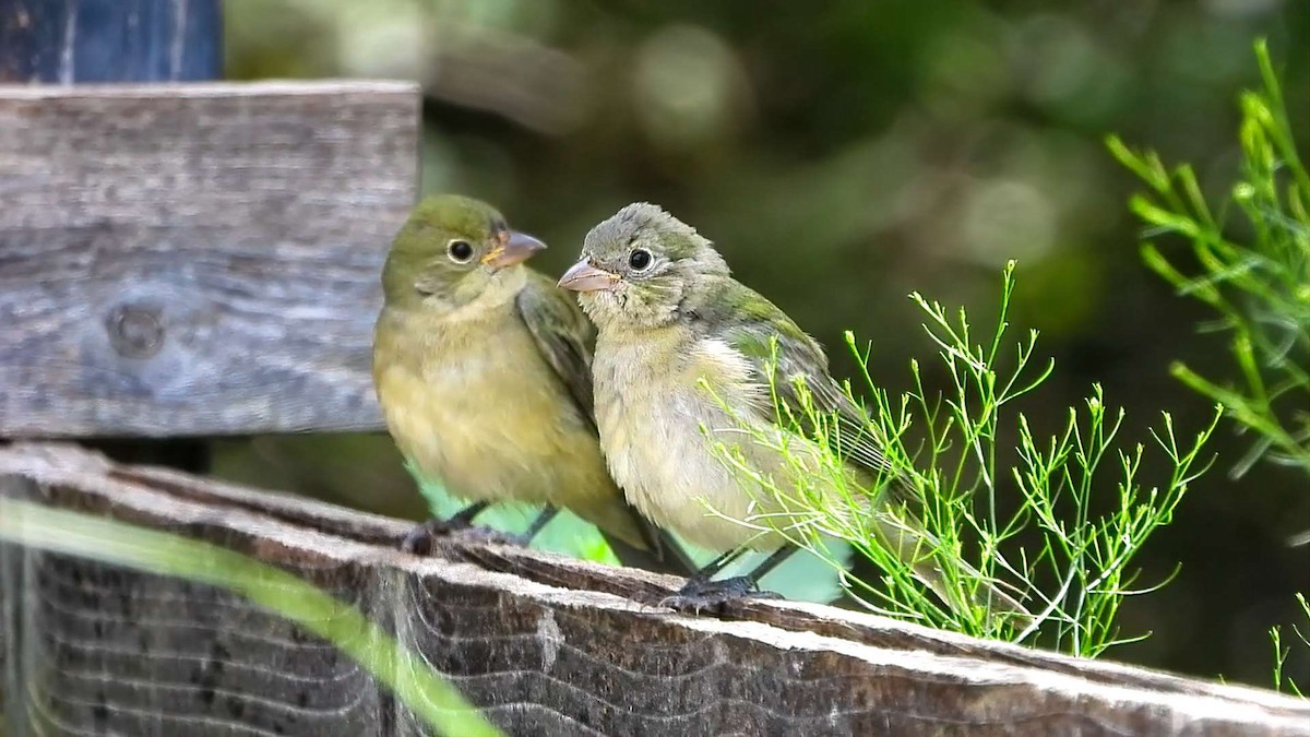 Painted Bunting - ML642180155