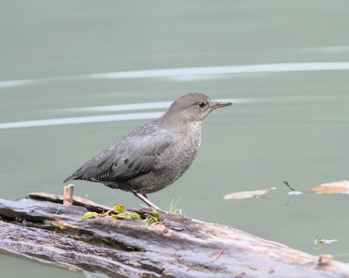 American Dipper - ML642180184