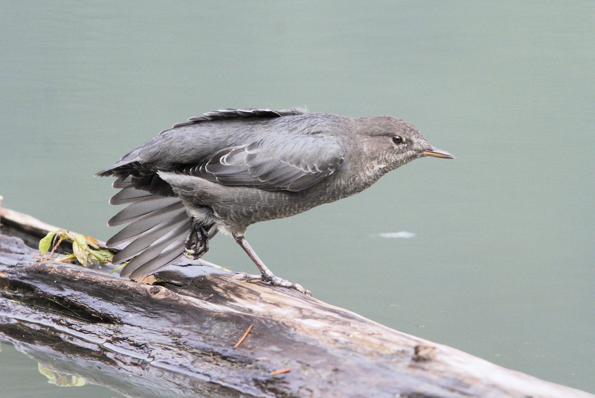 American Dipper - ML642180187