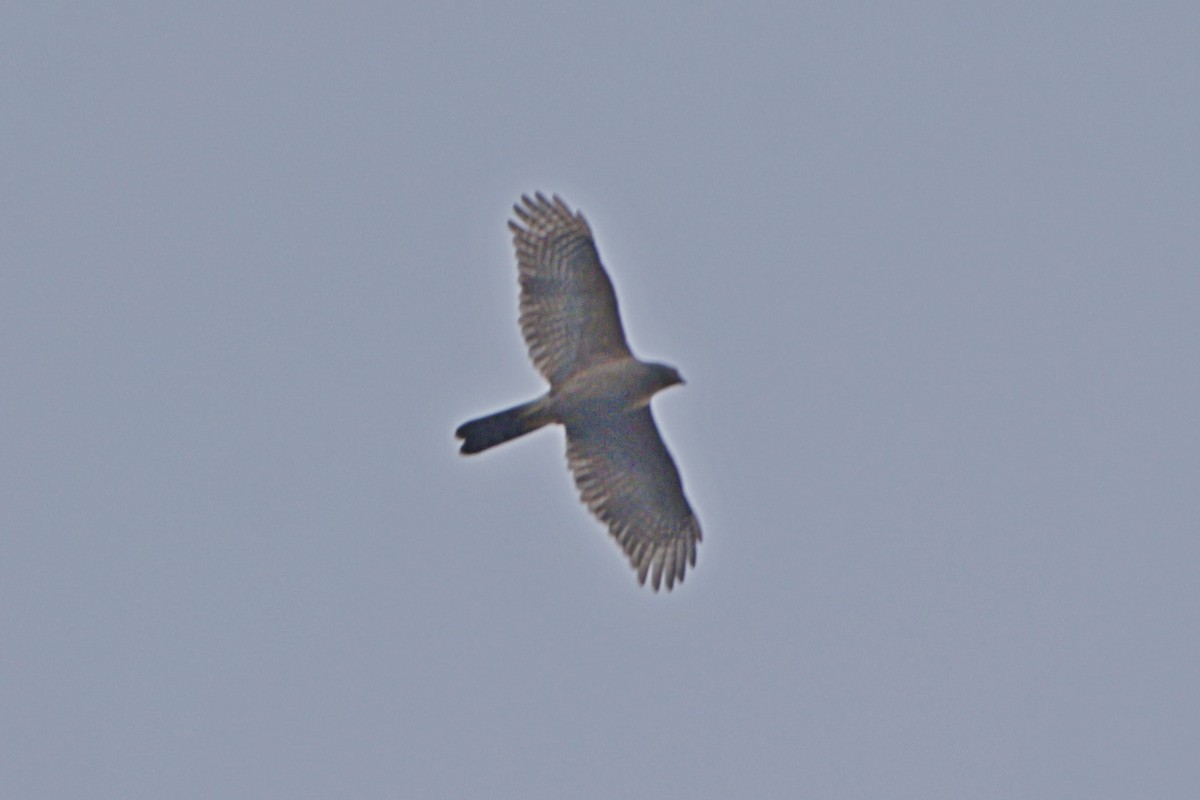 Bicolored Hawk - ML642180210