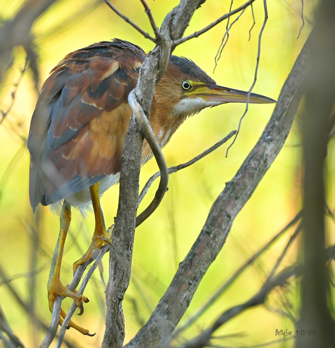 Least Bittern - ML642180222